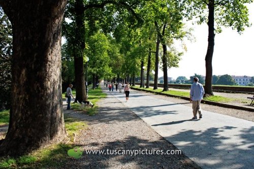 Walking the walls around Lucca. http://www.tuscanypictures.com/